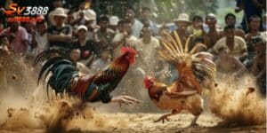 Thomo Hôm Nay - Sảnh Đá Gà Hấp Dẫn Tại Nhà Cái SV388