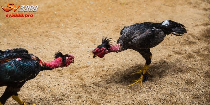 Giới thiệu về đá gà Thomo hôm nay