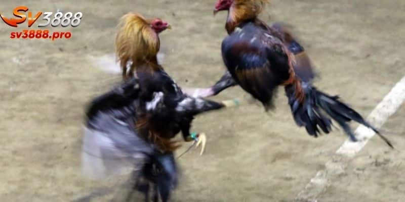 Các dịch vụ tại SV388