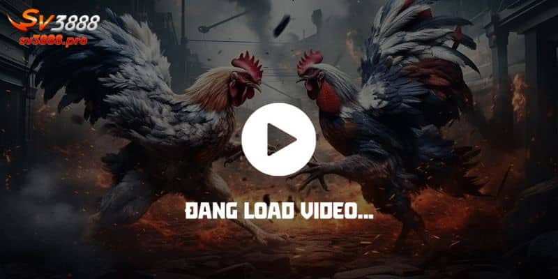 Các bước chơi đá gà Thomo 67 hôm nay