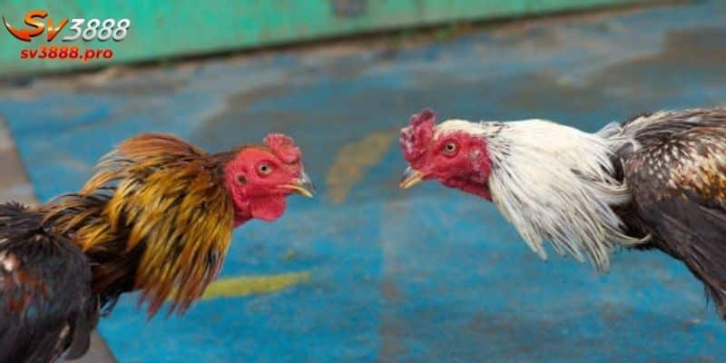 Có nên lựa chọn gà chọi C1 Thomo tại SV388 không?