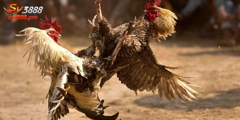 Những điểm thu hút của đá gà casino hôm nay