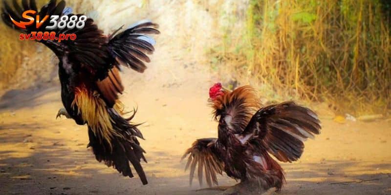 Nắm chắc luật chơi giúp bạn tham gia nhanh chóng