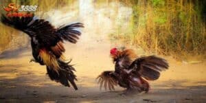 Nắm Trọn Bí Kíp Chơi Đá Gà Thomo 67 Hôm Nay Năm 2024