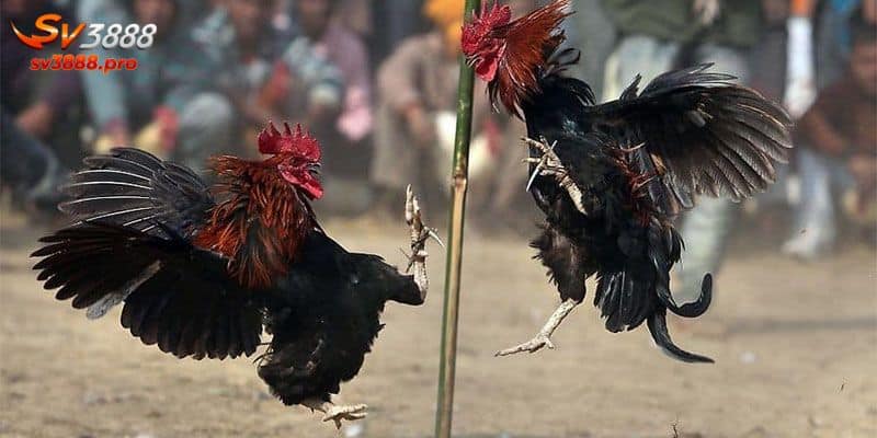 Giới thiệu hình thức giải trí đá gà Thomo 67 hôm nay