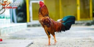 Gà Peru - Sức Mạnh Của Nhà Vô Địch Trong Thế Giới Gà Chọi