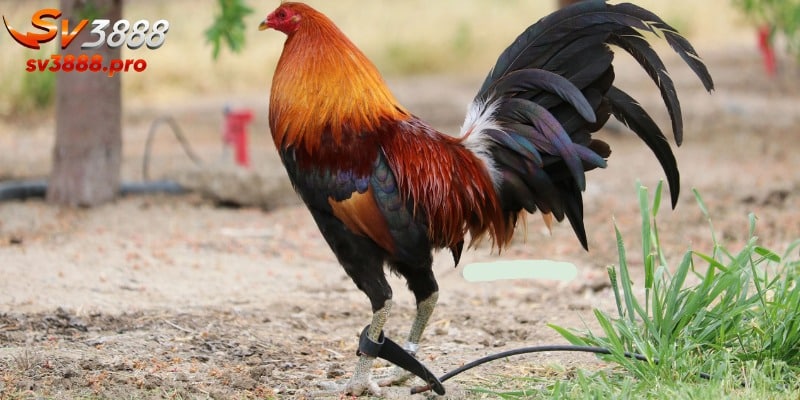 Các giống gà Peru được quan tâm hàng đầu ở Việt Nam