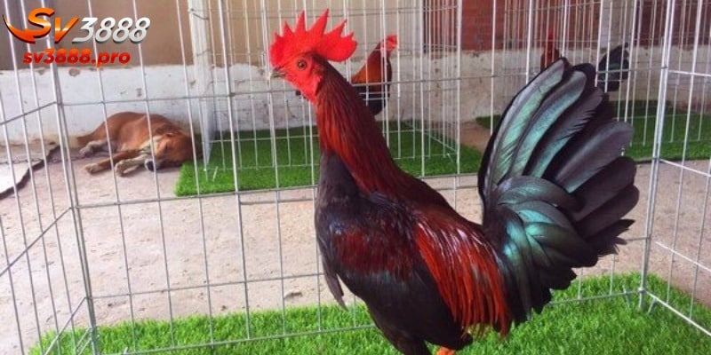 Đặc điểm nổi bật của kê Peru được người chơi quan tâm