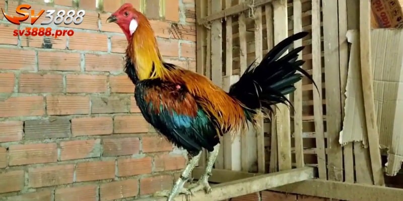 Đôi điều về giống gà đẳng cấp