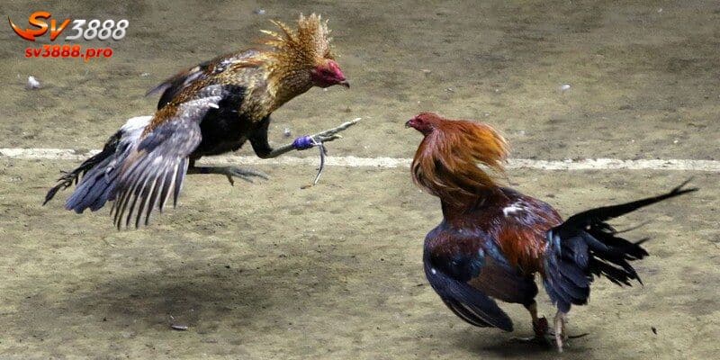 Luật đá gà Thomo chi tiết cho tất cả thành viên hiện tại