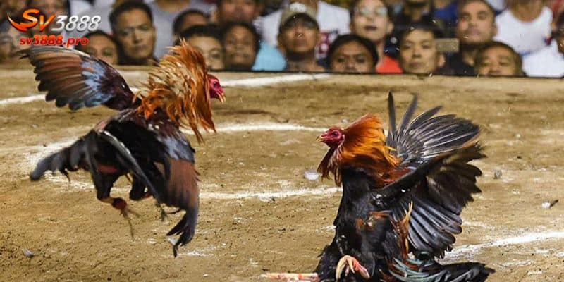 Tìm hiểu cơ bản về trường gà Thomo là như thế nào