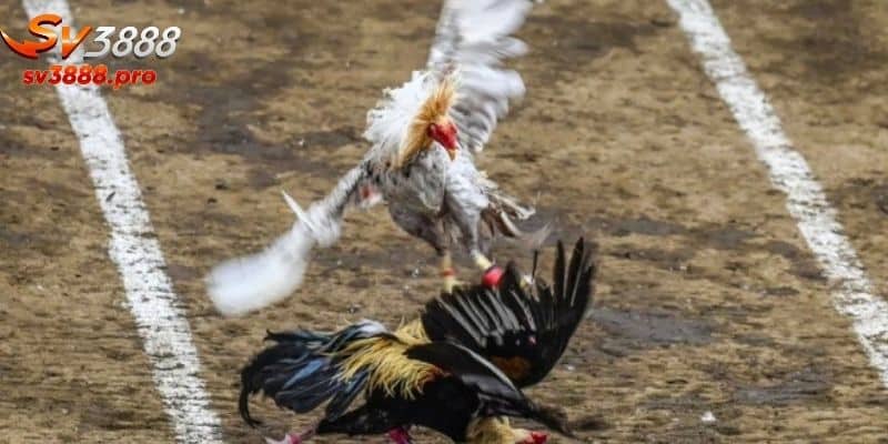 Vai trò của đá gà c1 trong thế giới đá gà