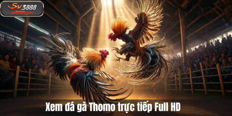 Xem đá gà Thomo trực tiếp Full HD Xem đá gà Thomo trực tiếp Full HD