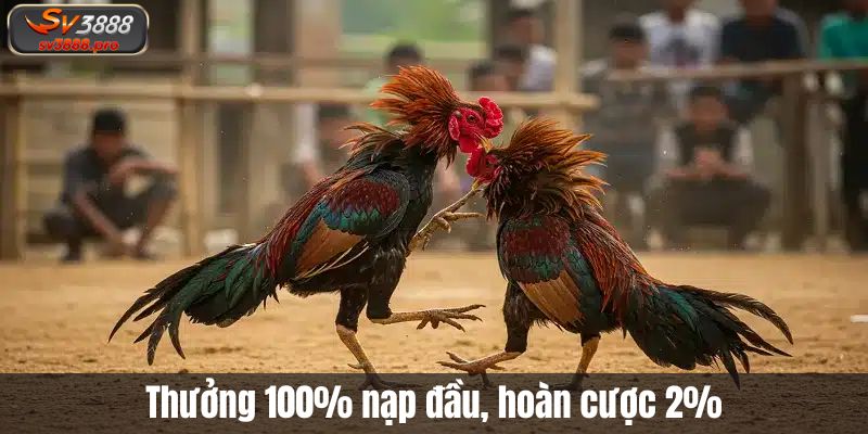 Thưởng 100% nạp đầu, hoàn cược 2% Thưởng 100% nạp đầu, hoàn cược 2%